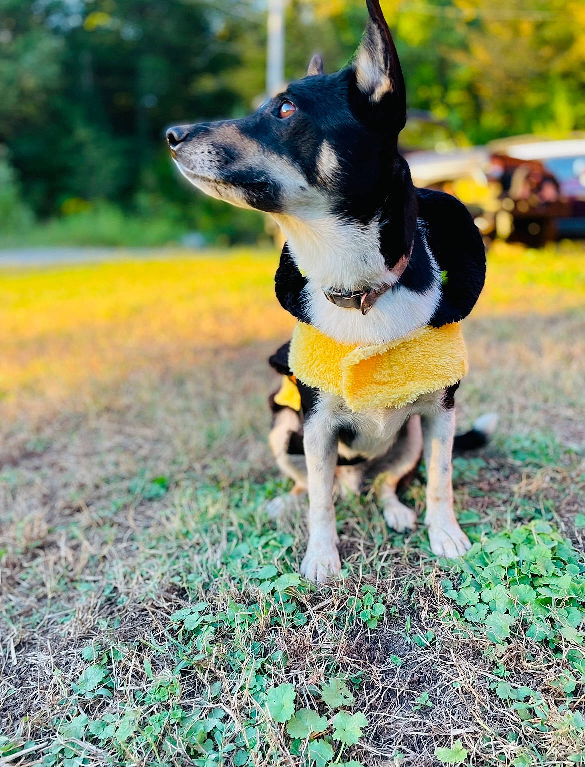 Bo Duke joined the competition — help win amazing prizes! art, canidae, carnivore, collar, companion_dog, dog, dog_breed, grass, herding_dog, lawn, paw, plant, puppy, recreation, soil, tail, tree, whiskers, working_animal, working_dog