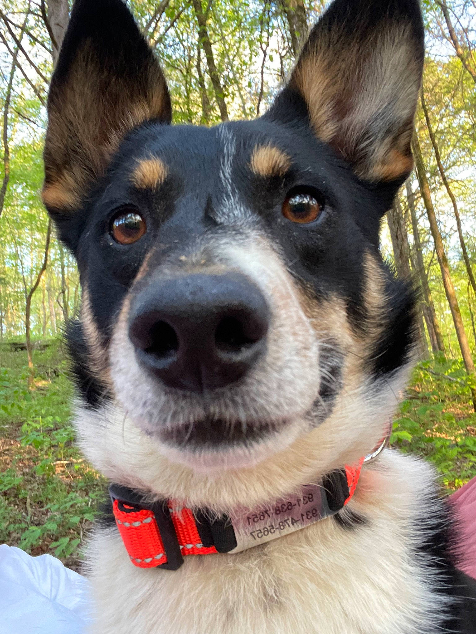 Bo Duke joined the competition — help win amazing prizes! canidae, carnivore, collar, companion_dog, dog, dog_breed, dog_collar, fashion_accessory, fur, grass, herding_dog, leash, plant, snout, sporting_group, tree, whiskers, working_animal, working_dog