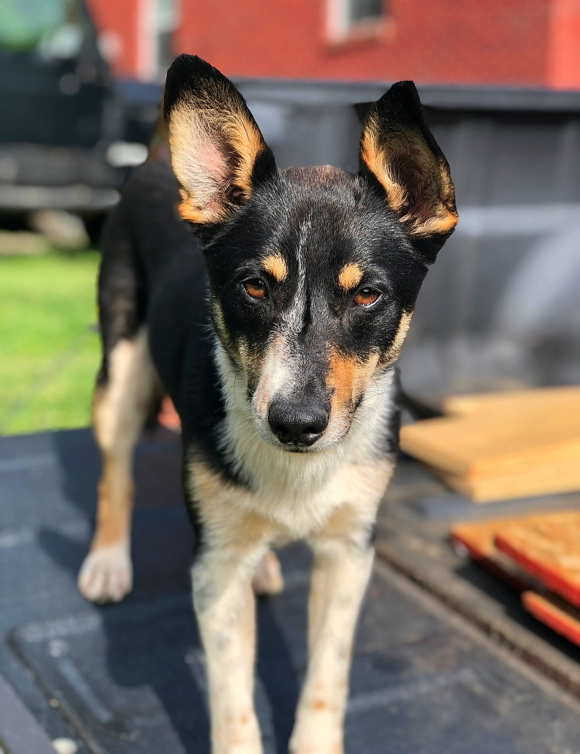 Bo Duke is registered to the contest to win money with this photo: canidae, carnivore, companion_dog, dog, dog_breed, fur, guard_dog, puppy, sporting_group, whiskers, working_animal, working_dog