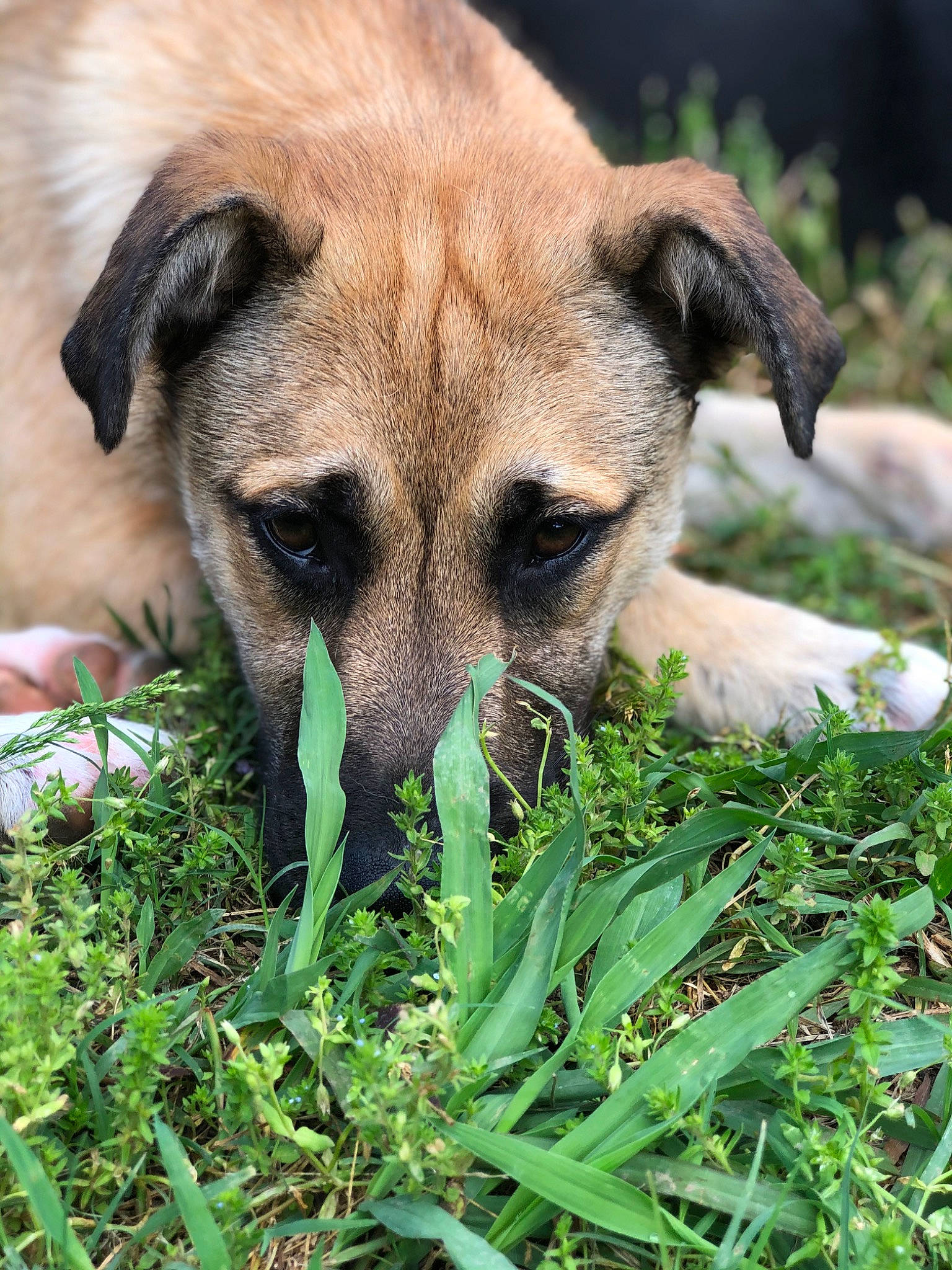 Oakley is registered to the contest to win money with this photo: bored, canidae, carnivore, companion_dog, dog, dog_breed, eye, fawn, fur, grass, groundcover, plant, puppy, snout, sporting_group, terrestrial_animal, whiskers, wildlife