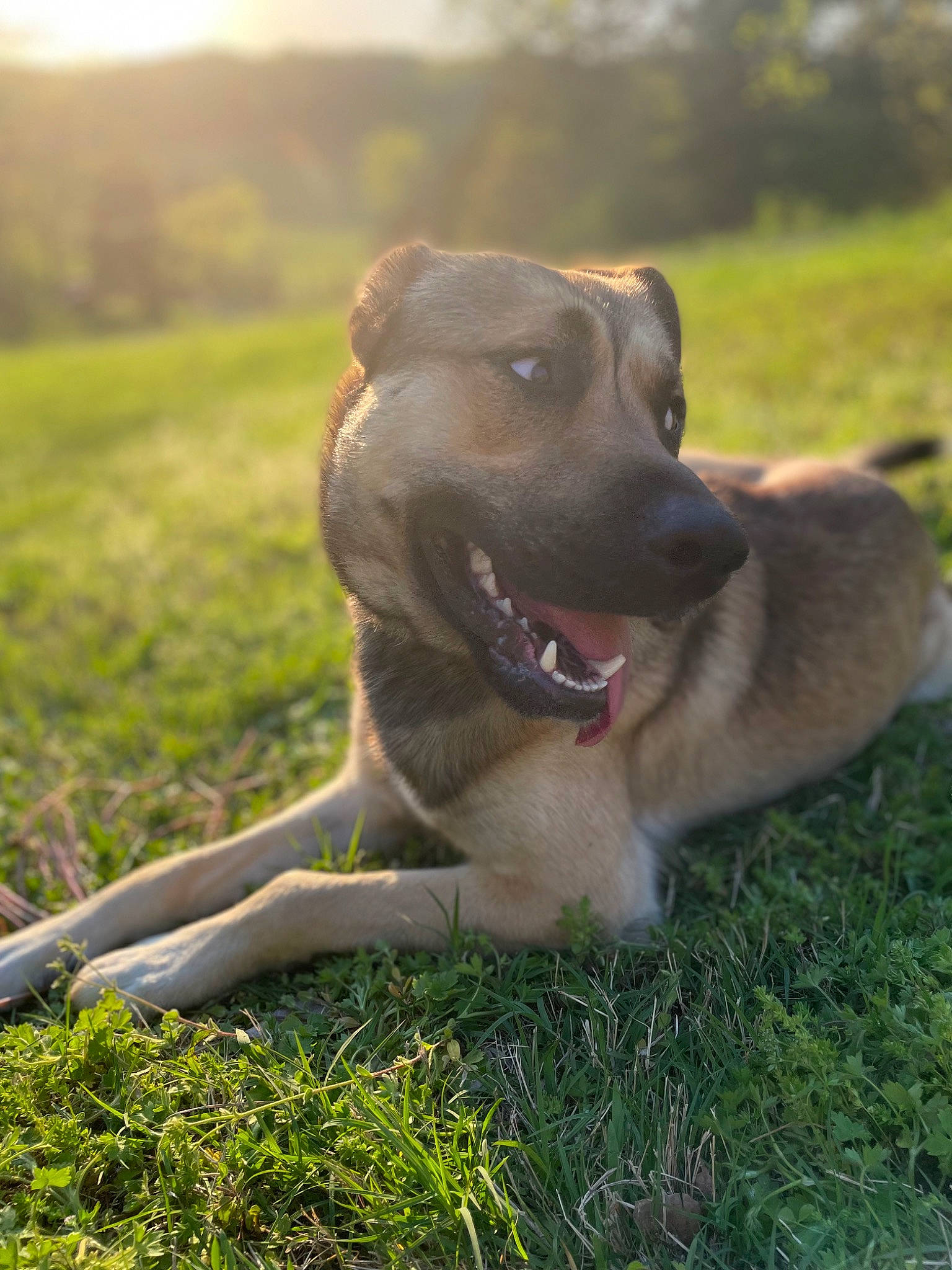 Oakley joined the competition — help win amazing prizes! canidae, carnivore, collar, companion_dog, dog, dog_breed, dog_collar, fawn, grass, guard_dog, gun_dog, happy, plant, retriever, sky, sporting_group, tail, tree, whiskers, working_dog