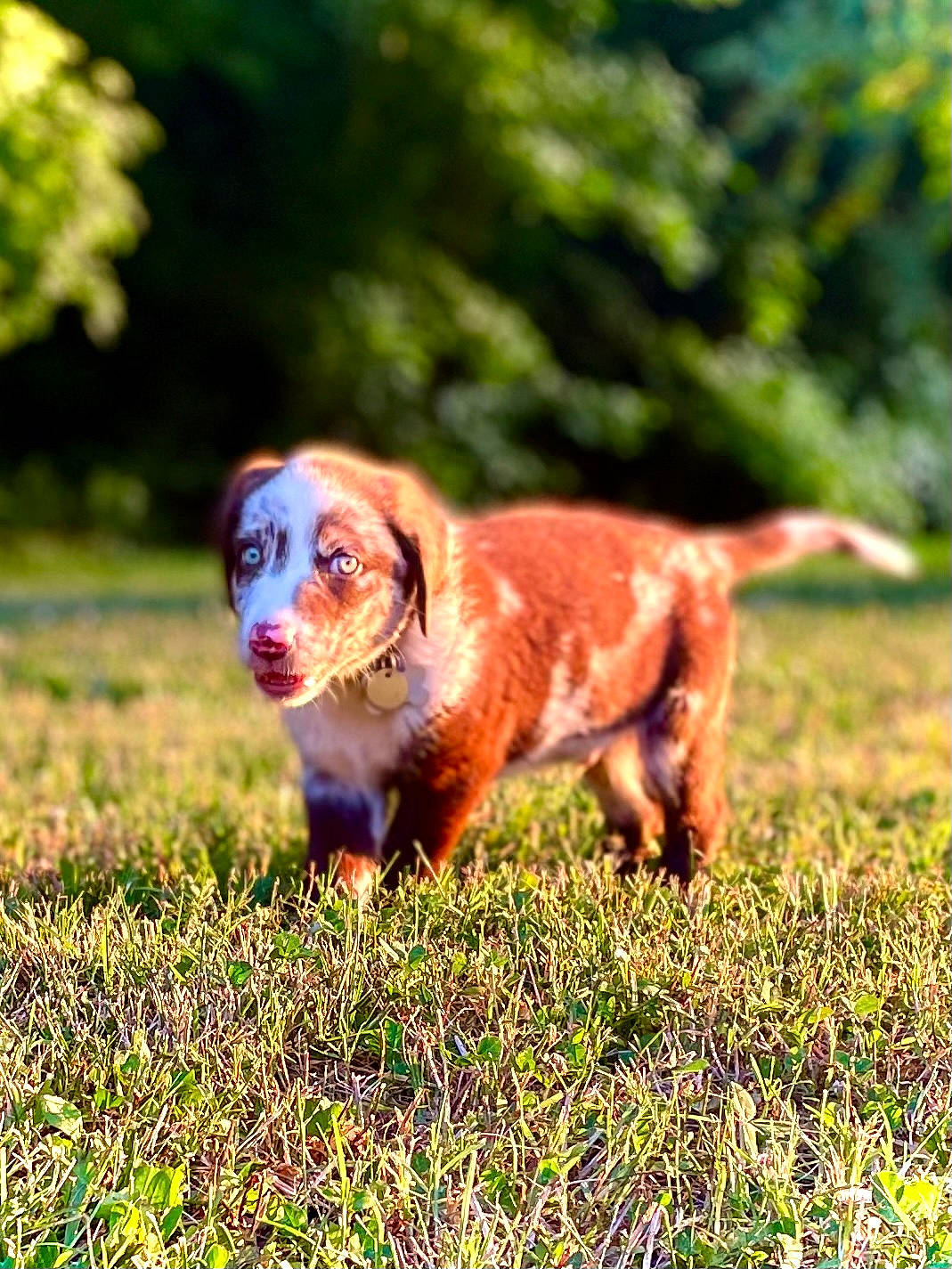 Hopper is registered to the contest to win money with this photo: canidae, carnivore, companion_dog, dog, dog_breed, fawn, field, grass, grassland, gun_dog, hunting_dog, liver, people_in_nature, plant, snout, sporting_group, tail, terrestrial_animal, wildlife, working_animal