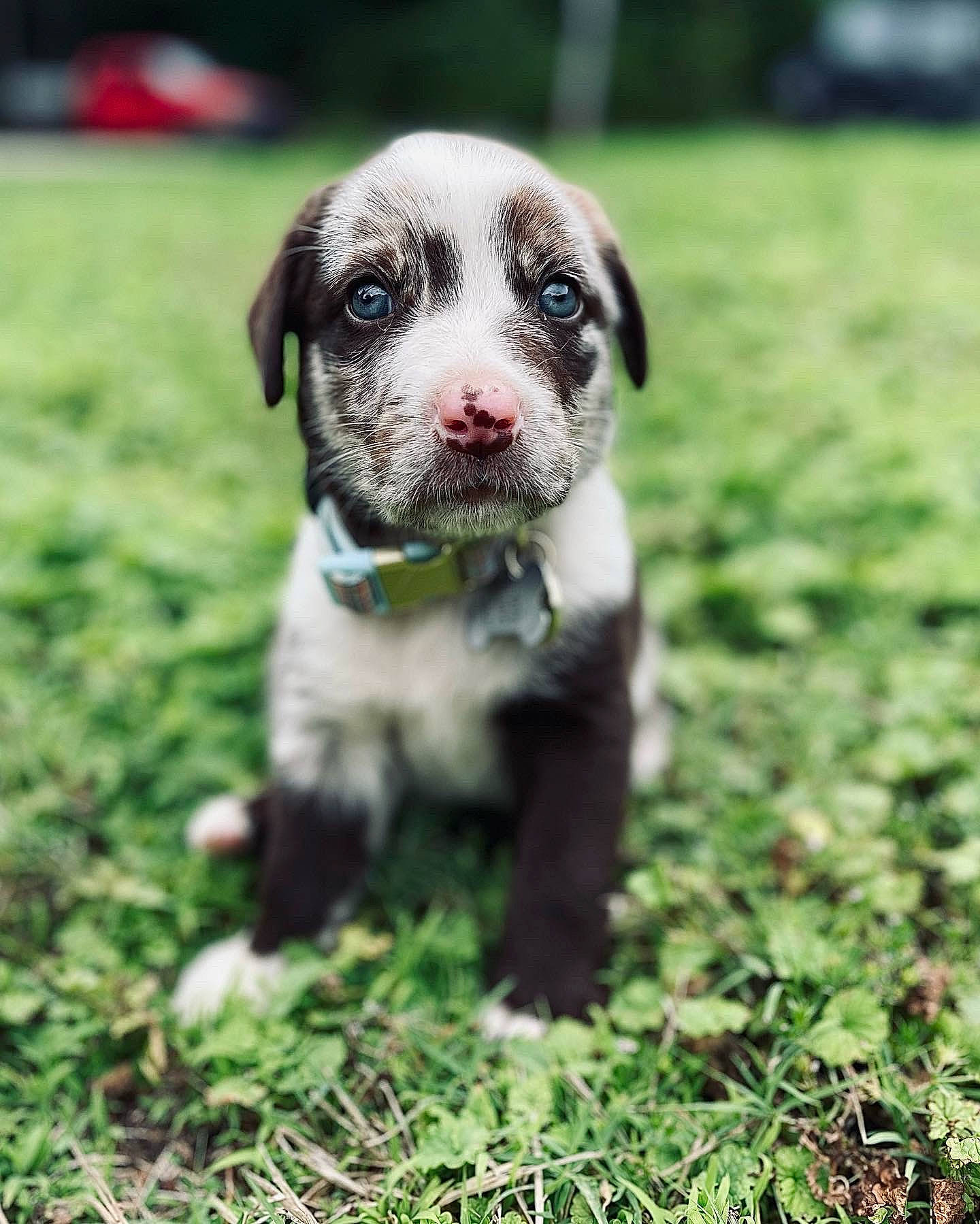 Hopper is registered to the contest to win money with this photo: automotive_wheel_system, canidae, carnivore, companion_dog, dog, dog_breed, fawn, grass, groundcover, non_sporting_group, paw, plant, puppy, sporting_group, tail, terrestrial_animal, whiskers, wildlife, working_animal, working_dog