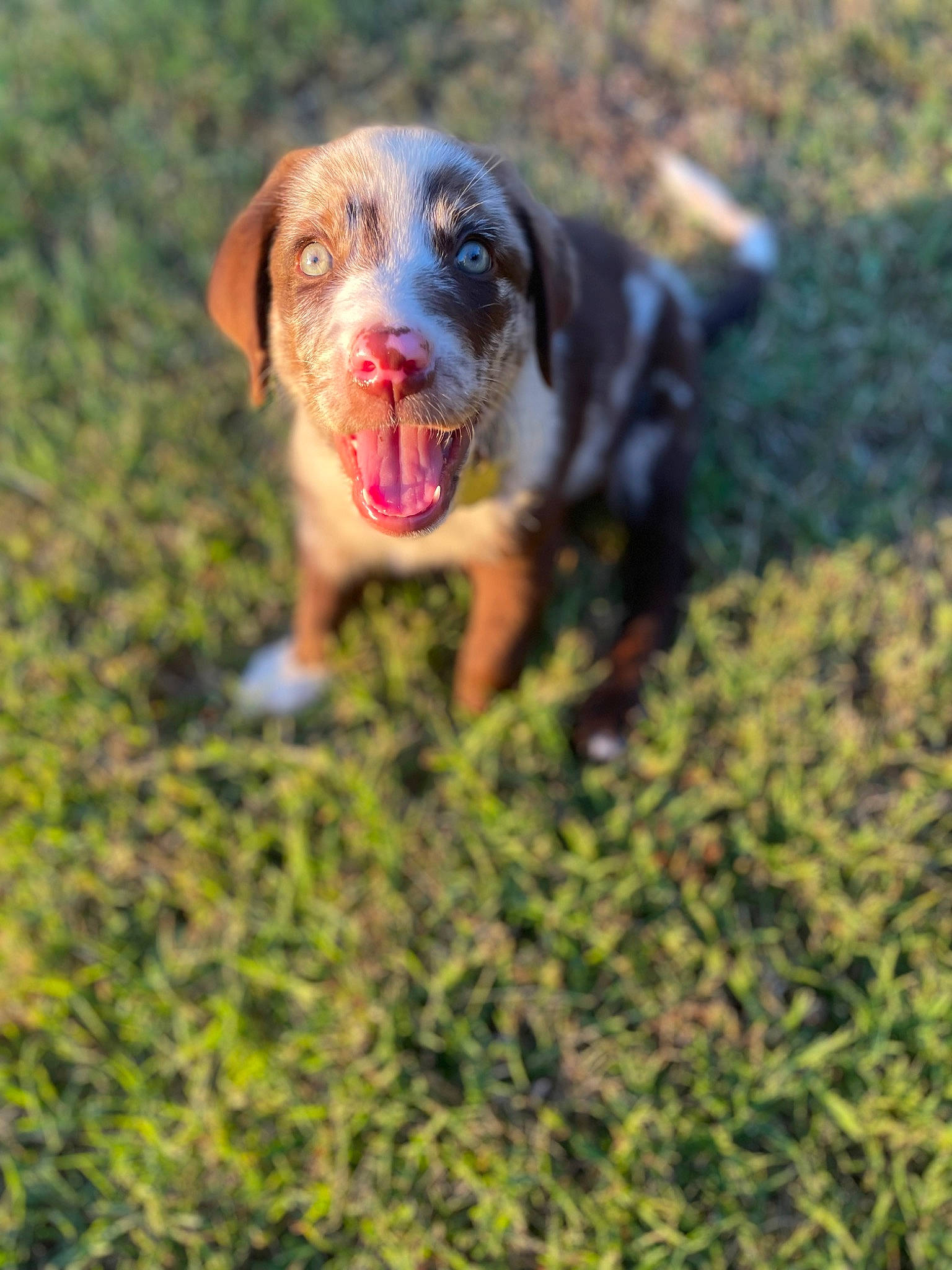 Hopper joined the competition — help win amazing prizes! ball, carnivore, companion_dog, dog, dog_breed, fawn, grass, grassland, groundcover, guard_dog, gun_dog, liver, plant, pointing_breed, prairie, retriever, sporting_group, terrestrial_animal, working_animal, working_dog