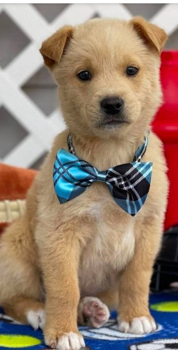 Dusty is registered to the contest to win money with this photo: bow_tie, carnivore, collar, companion_dog, dog, dog_breed, dog_clothes, dog_collar, dog_supply, electric_blue, fashion_accessory, fawn, fur, leash, pet_supply, snout, sporting_group, toy, working_animal