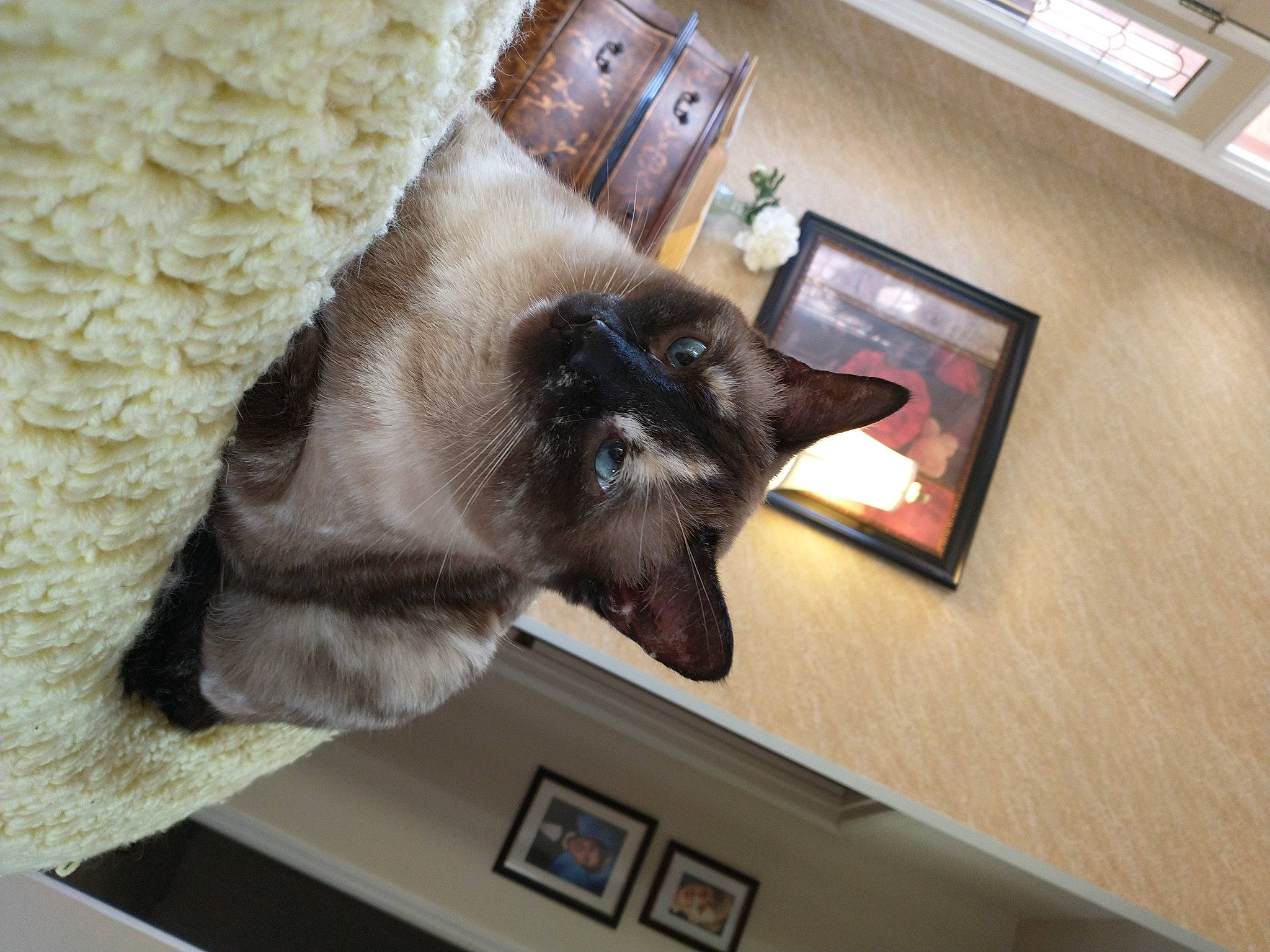 Simone is registered to the contest to win money with this photo: carnivore, cat, claw, comfort, domestic_short_haired_cat, fawn, felidae, flooring, fur, grey, hardwood, linens, picture_frame, room, siamese, small_to_medium_sized_cats, snout, tail, thread, whiskers