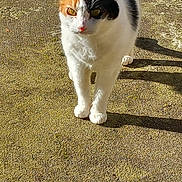 Léa participe au concours pour gagner de l'argent avec cette photo : alert, animal, calico, cat, closeup, cute, daylight, ears, feline, fur, ground, mammal, nature, outdoor, paws, pet, shadow, sunlight, walking, whiskers