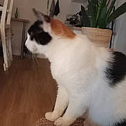 Léa participe au concours pour gagner de l'argent avec cette photo : animal, calico_cat, calm, cat, cozy, curious, domestic, domestic_cat, fur, furniture, home, indoor, pet, plant, potted_plant, relaxed, side_view, sitting, whiskers, wooden_floor