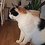 animal, calico_cat, calm, cat, cozy, curious, domestic, domestic_cat, fur, furniture, home, indoor, pet, plant, potted_plant, relaxed, side_view, sitting, whiskers, wooden_floor