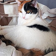 Léa participe au concours pour gagner de l'argent avec cette photo : animal, blanket, calico_cat, cat, closeup, comfort, cozy, cute, domestic_cat, ears, feline, fur, indoor, mammal, pet, relaxed, resting, sleepy, soft, whiskers