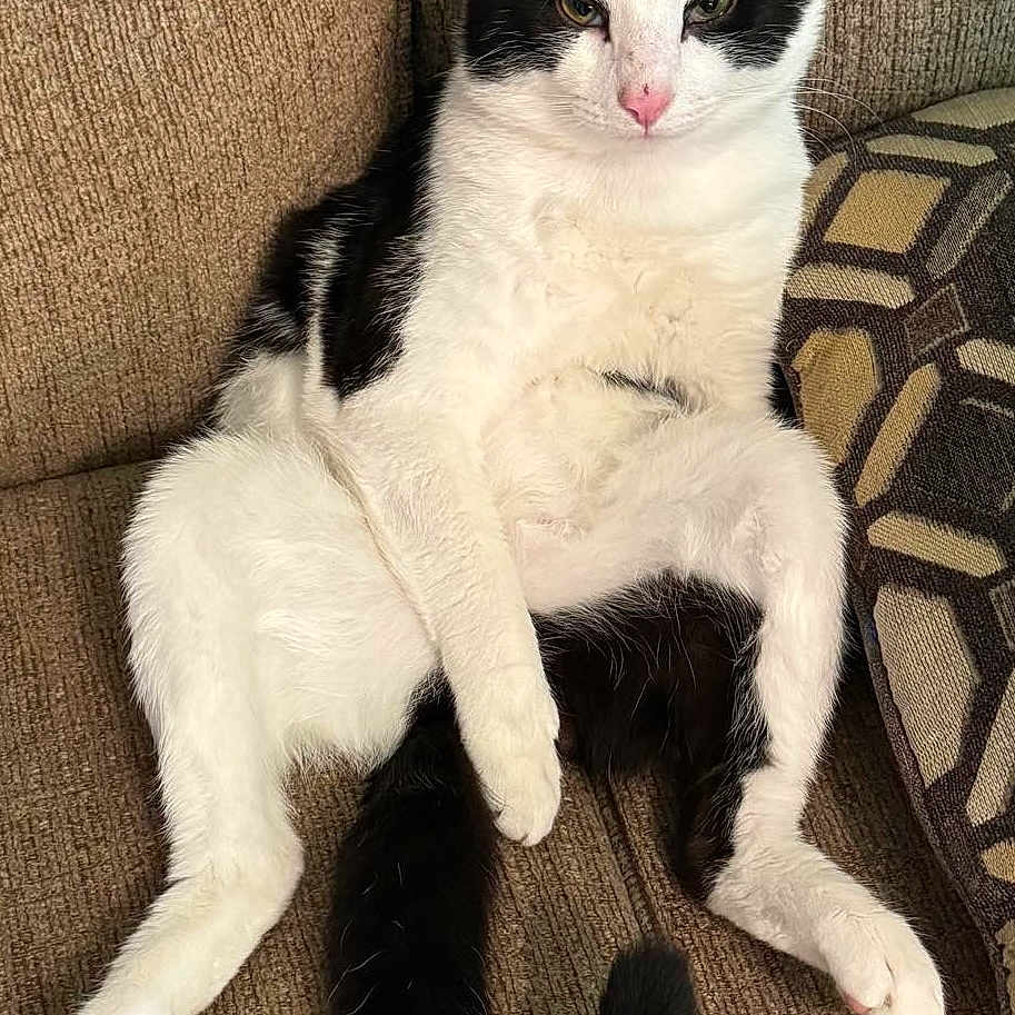 Butthead is registered to the contest to win money with this photo: animal, black_and_white, cat, couch, cozy, cute, ears, feline, funny_pose, fur, home, indoor, pet, pillow, pink_nose, relaxed, sitting, tail, texture, whiskers