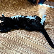 Lucy joined the competition — help win amazing prizes! animal, black_and_white, cat, comfortable, cozy, cute, domestic_animal, feline, floor, fur, household, indoor, laying_down, paws, pet, relaxation, stretching, tail, whiskers, wooden_floor