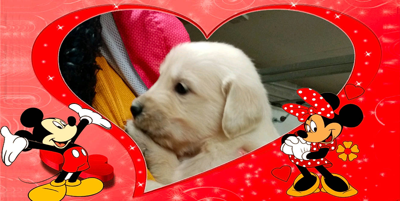 Player participe au concours pour gagner de l'argent avec cette photo : akbash_dog, canidae, carnivore, cartoon, companion_dog, dog, dog_breed, golden_retriever, labrador_retriever, puppy, puppy_love, retriever, sporting_group