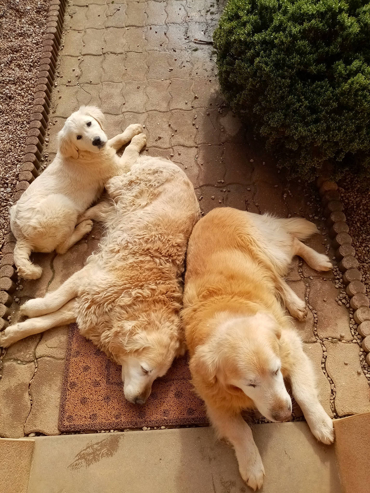 Player a rejoint le concours — aidez-le/la à gagner de superbes lots ! canidae, carnivore, companion_dog, dog, dog_breed, fawn, golden_retriever, kuvasz, livestock_guardian_dog, mammal, polish_tatra_sheepdog, retriever, sporting_group