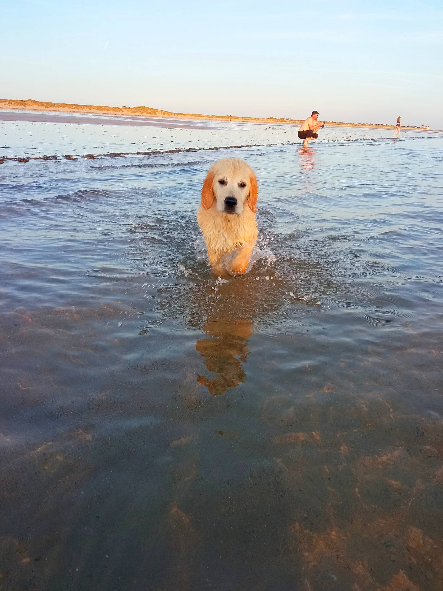 Volko participe au concours pour gagner de l'argent avec cette photo : animal, beach, canine, clothing, coast, dog, goldenretriever, hat, leisureactivities, nature, outdoors, person, pet, puppy, sea, shoreline, sport, swimming, water, watersports