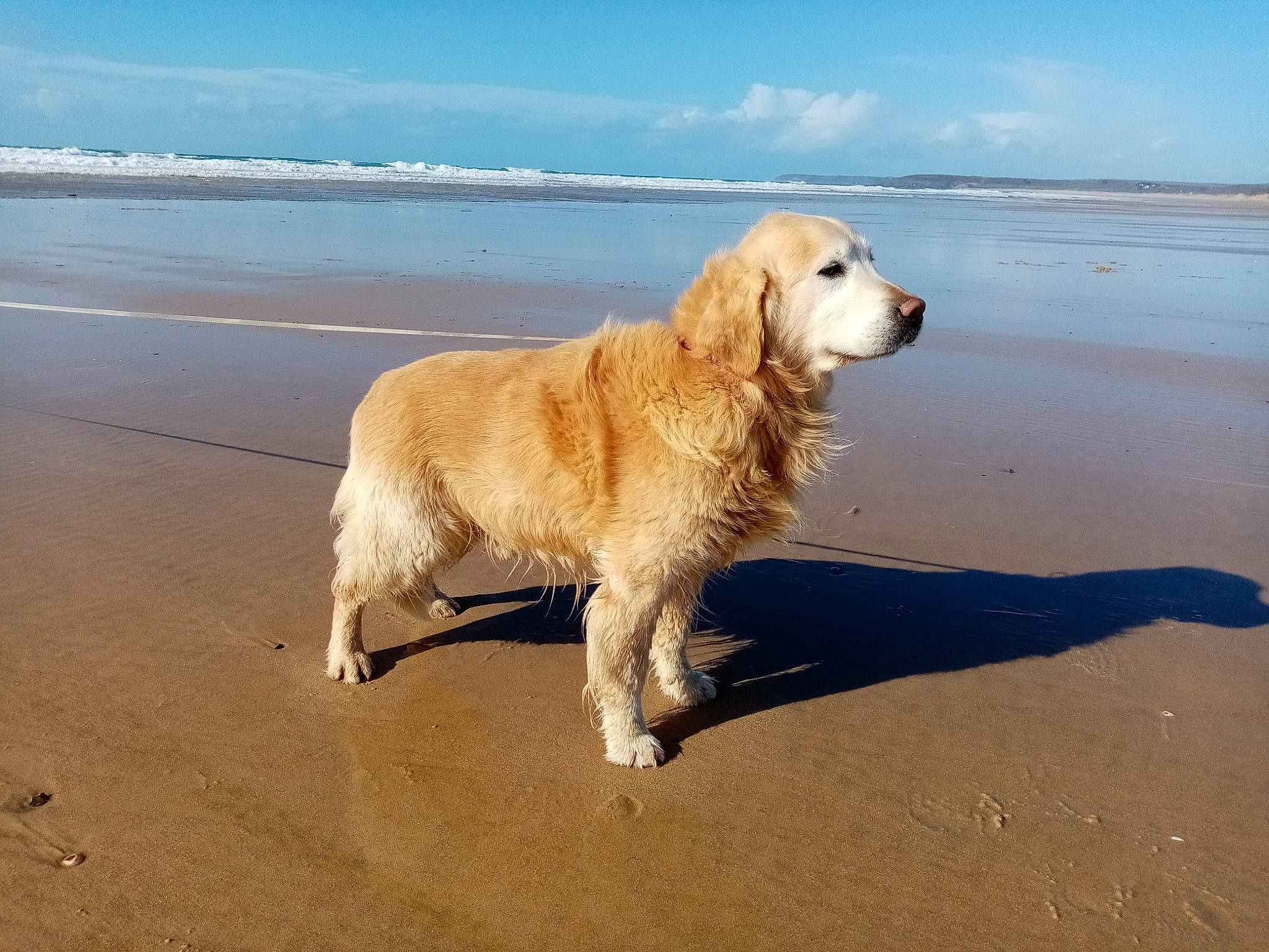 Denver participe au concours pour gagner de l'argent avec cette photo : canidae, carnivore, companion_dog, dog, dog_breed, fawn, golden_retriever, mammal, maremma_sheepdog, polish_tatra_sheepdog, retriever, sporting_group, vertebrate