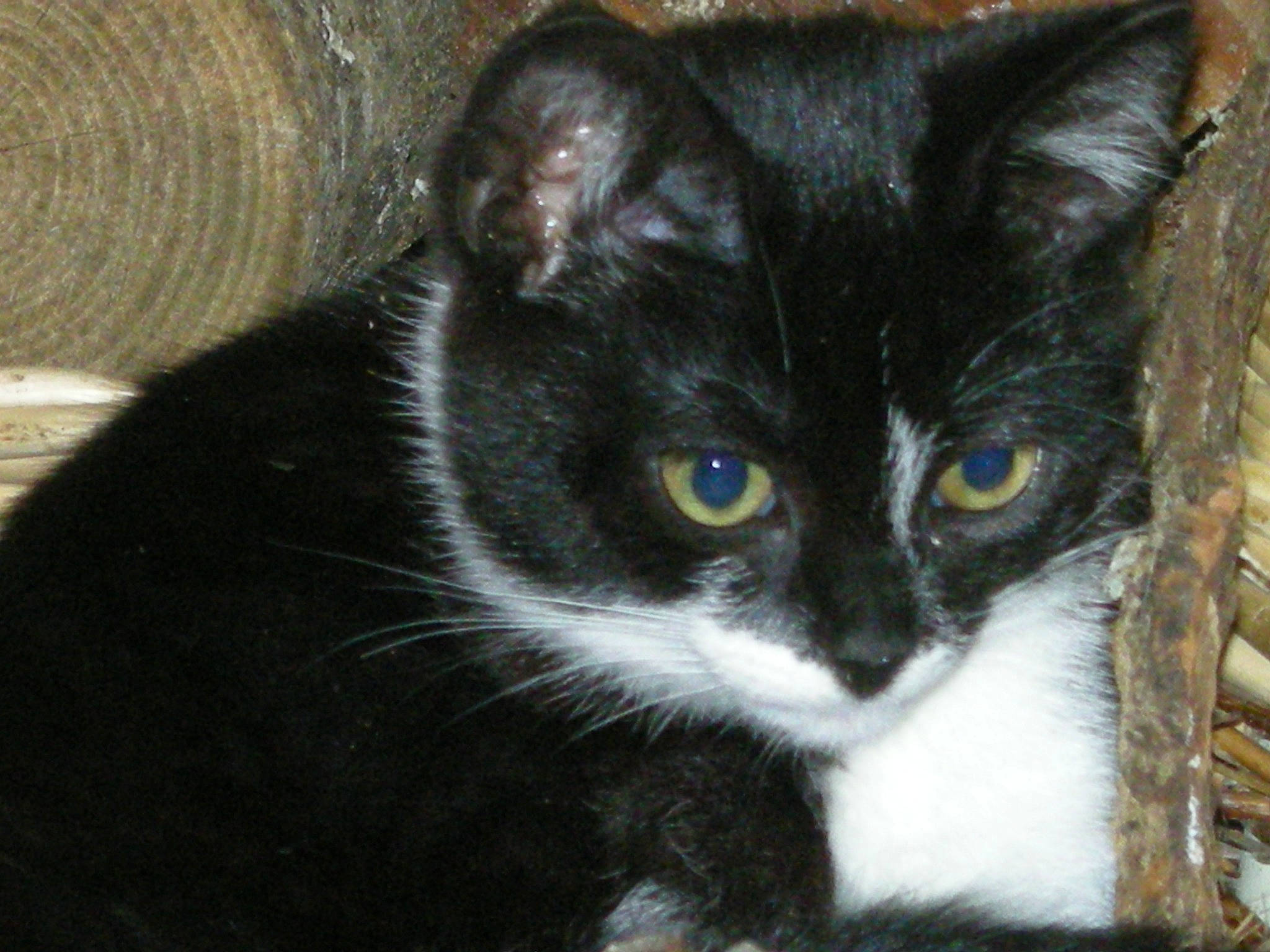 Daisy participe au concours pour gagner de l'argent avec cette photo : asian, black_cat, bombay, carnivore, cat, domestic_short_haired_cat, european_shorthair, eye, felidae, fur, german_rex, kitten, mammal, polydactyl_cat, small_to_medium_sized_cats, snout, vertebrate, whiskers