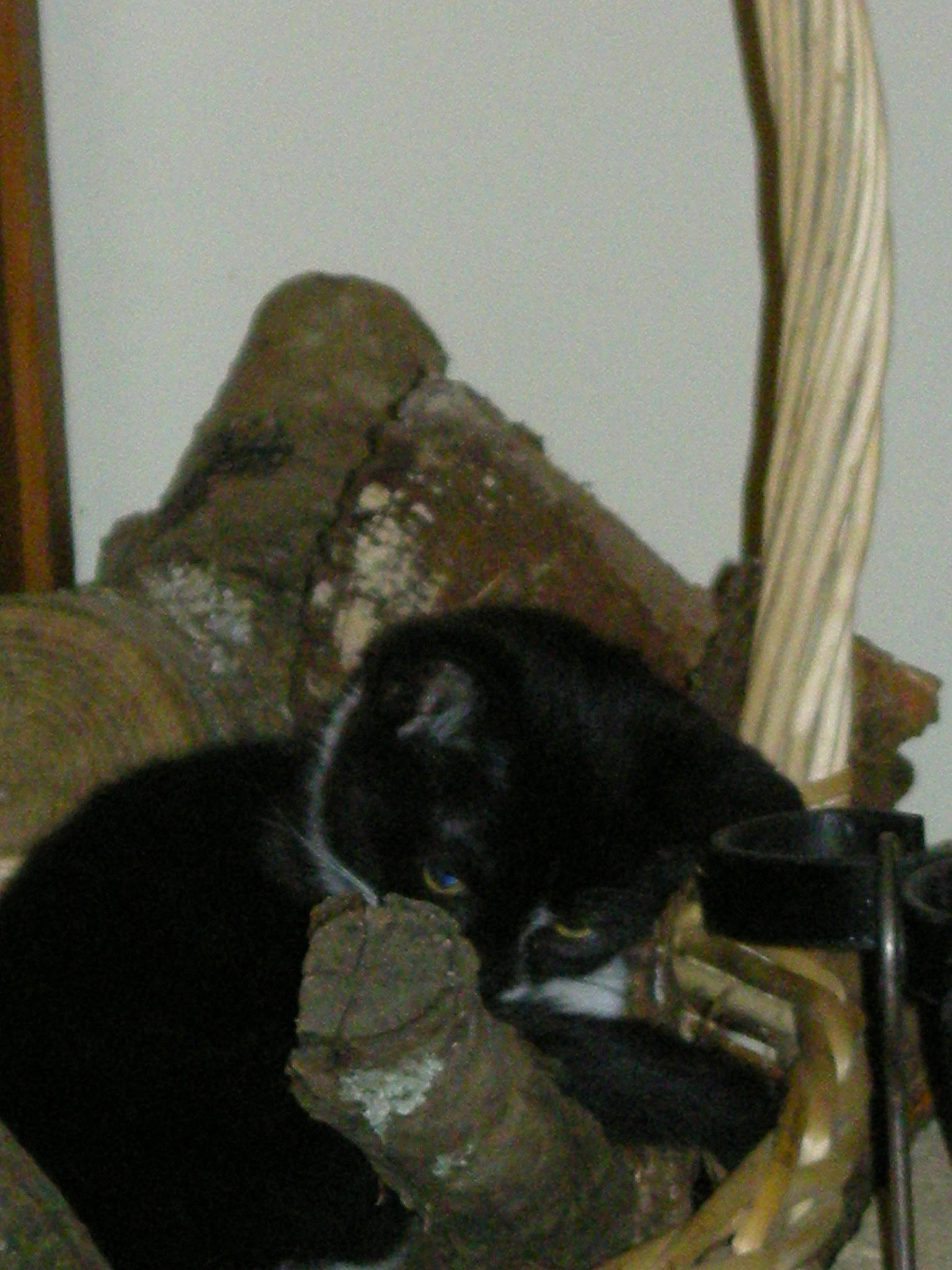 Daisy a rejoint le concours — aidez-le/la à gagner de superbes lots ! cat, felidae, small_to_medium_sized_cats