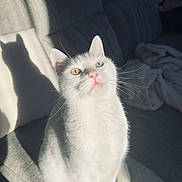 Bounty participe au concours pour gagner de l'argent avec cette photo : blue_eye, cat, couch, cozy, domestic_animal, feline, fur, heterochromia, indoor, pet, pink_nose, portrait, relaxing, shadow, sitting, soft_light, sunlight, whiskers, white_cat, yellow_eye