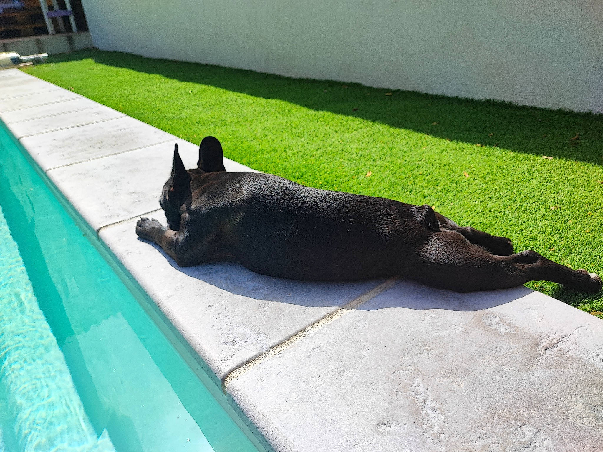 Mona a rejoint le concours — aidez-le/la à gagner de superbes lots ! black_cat, canidae, carnivore, companion_dog, dog_breed, felidae, flooring, grass, lawn, leisure, marine_mammal, road_surface, shade, shadow, small_to_medium_sized_cats, tail, terrestrial_animal, water, window, windshield