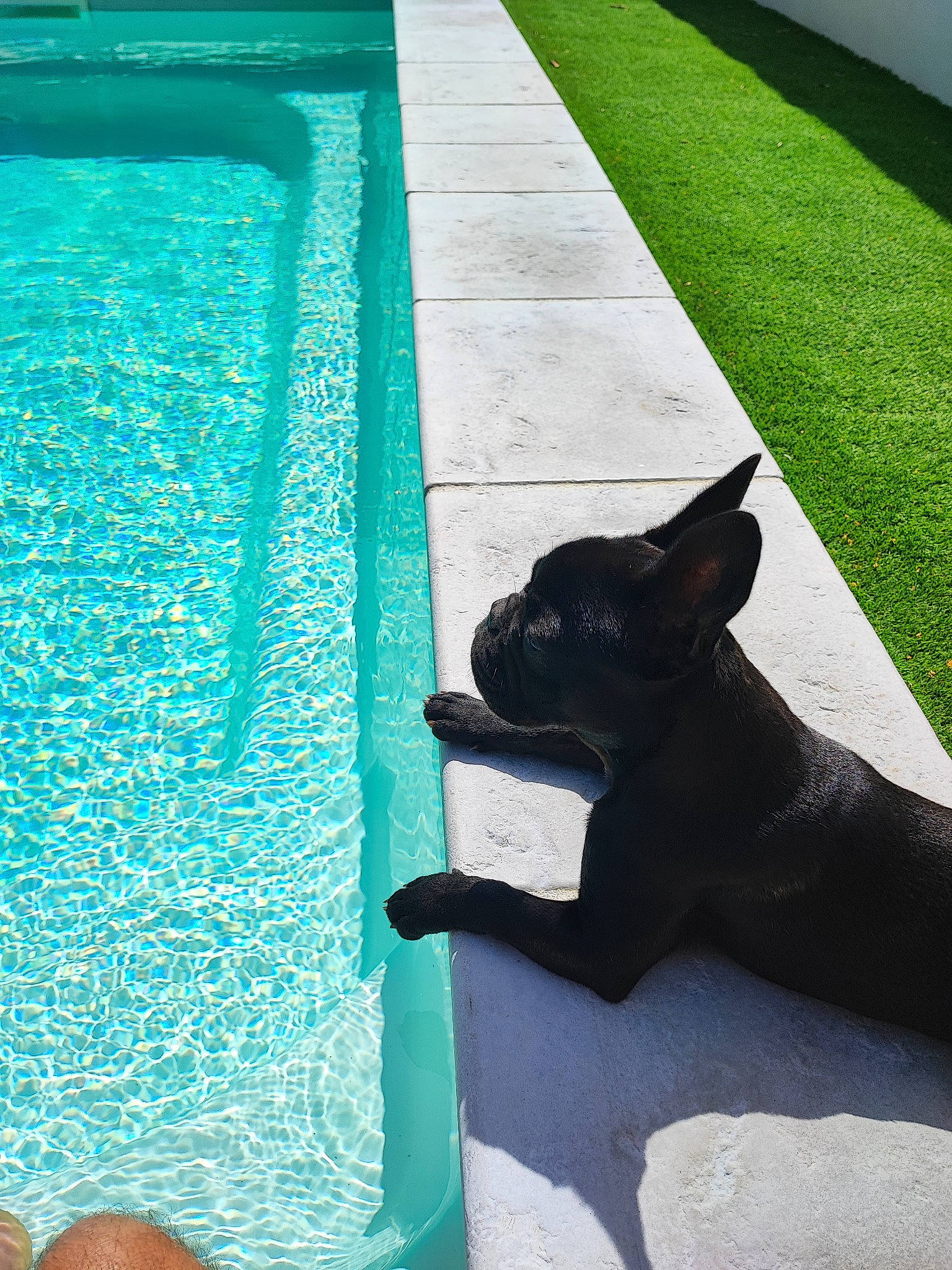 Mona a rejoint le concours — aidez-le/la à gagner de superbes lots ! blue, carnivore, companion_dog, dog, dog_breed, electric_blue, felidae, grass, green, line, plant, rectangle, shadow, small_to_medium_sized_cats, snout, sporting_group, tail, tints_and_shades, whiskers, window