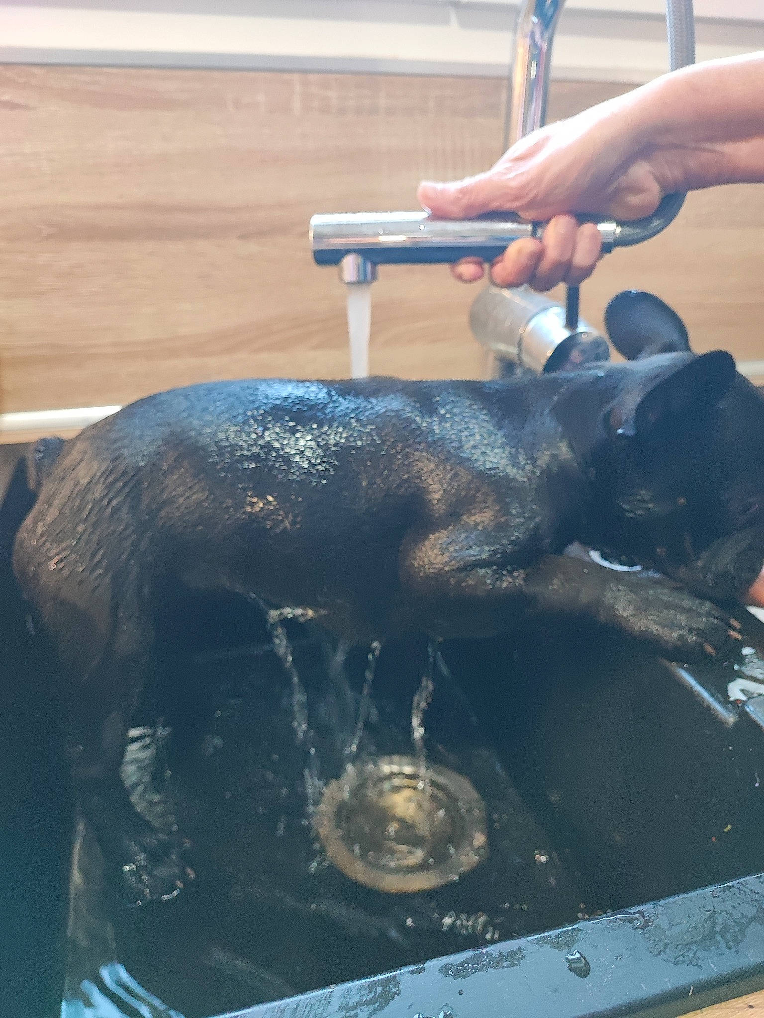 Mona a rejoint le concours — aidez-le/la à gagner de superbes lots ! canidae, carnivore, claw, companion_dog, cooking, dog_breed, fluid, fur, livestock, service, snout, sporting_group, terrestrial_animal, thumb, vegetable, veterinarian, water, wildlife_biologist, working_animal, wrist