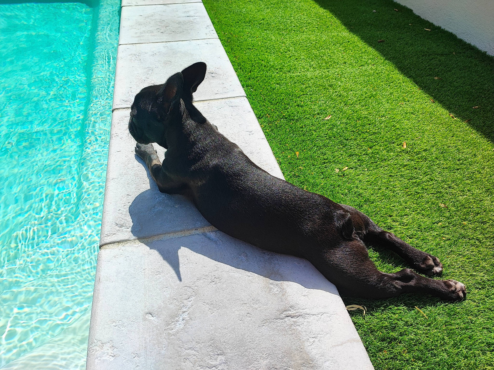 Mona a rejoint le concours — aidez-le/la à gagner de superbes lots ! art, canidae, carnivore, dog_breed, felidae, flooring, foot, fur, grass, human_leg, plant, road_surface, sculpture, small_to_medium_sized_cats, snout, sporting_group, tail, terrestrial_animal, water, wood