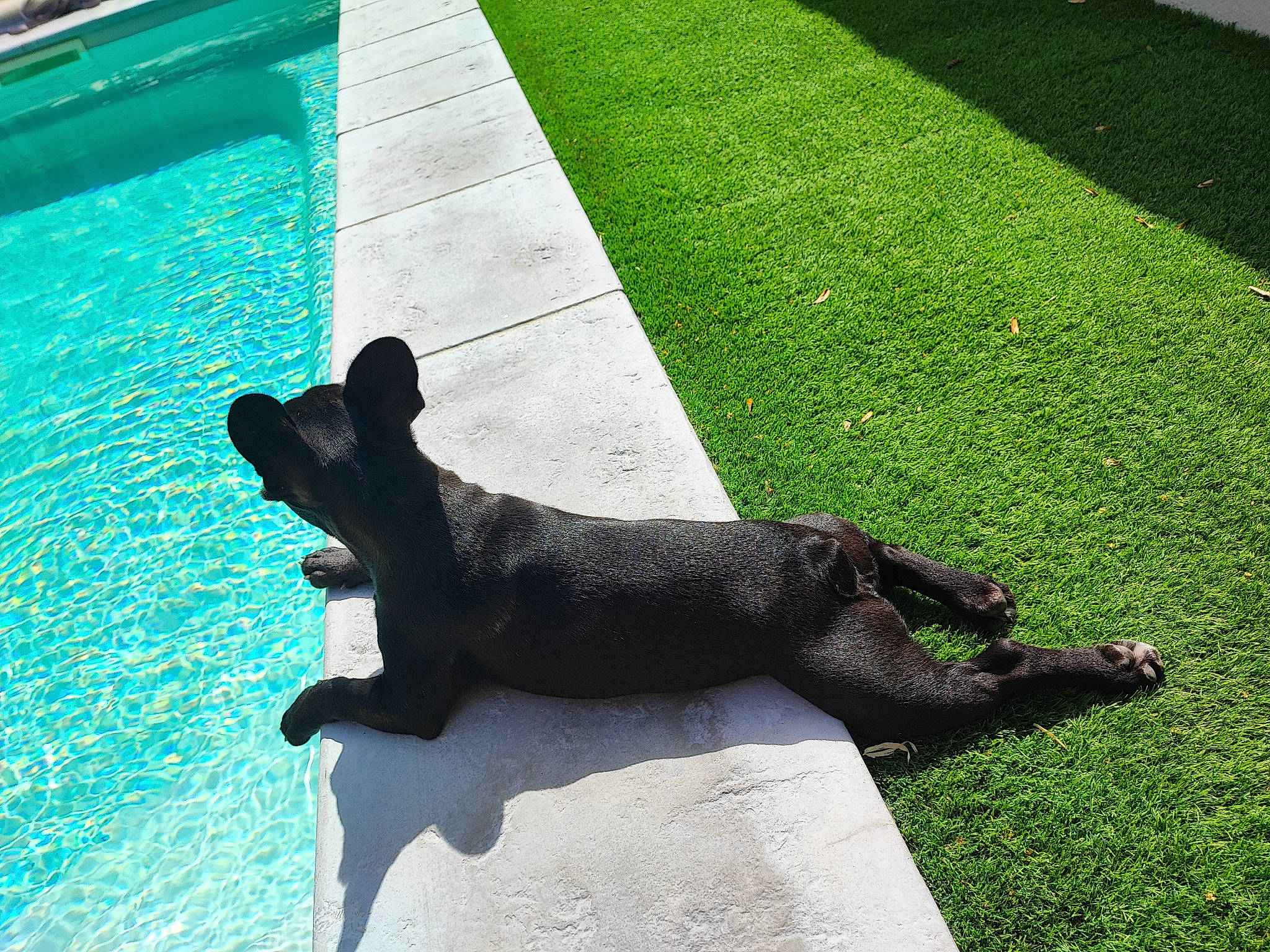 Mona a rejoint le concours — aidez-le/la à gagner de superbes lots ! art, blue, dog_breed, flooring, garden, grass, green, groundcover, lawn, leisure, monument, plant, sculpture, shadow, sporting_group, statue, swimming_pool, tail, tints_and_shades, water