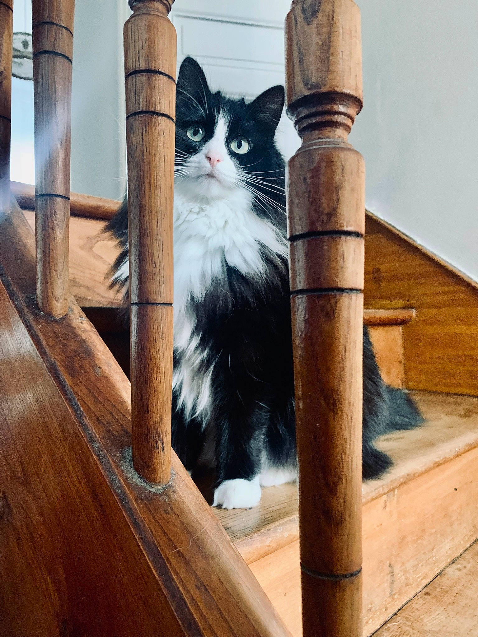 Pampa participe au concours pour gagner de l'argent avec cette photo : carnivore, cat, chair, comfort, domestic_short_haired_cat, felidae, formal_wear, fur, hardwood, metal, plank, sitting, small_to_medium_sized_cats, stairs, tail, tree, whiskers, window, wood, wood_stain