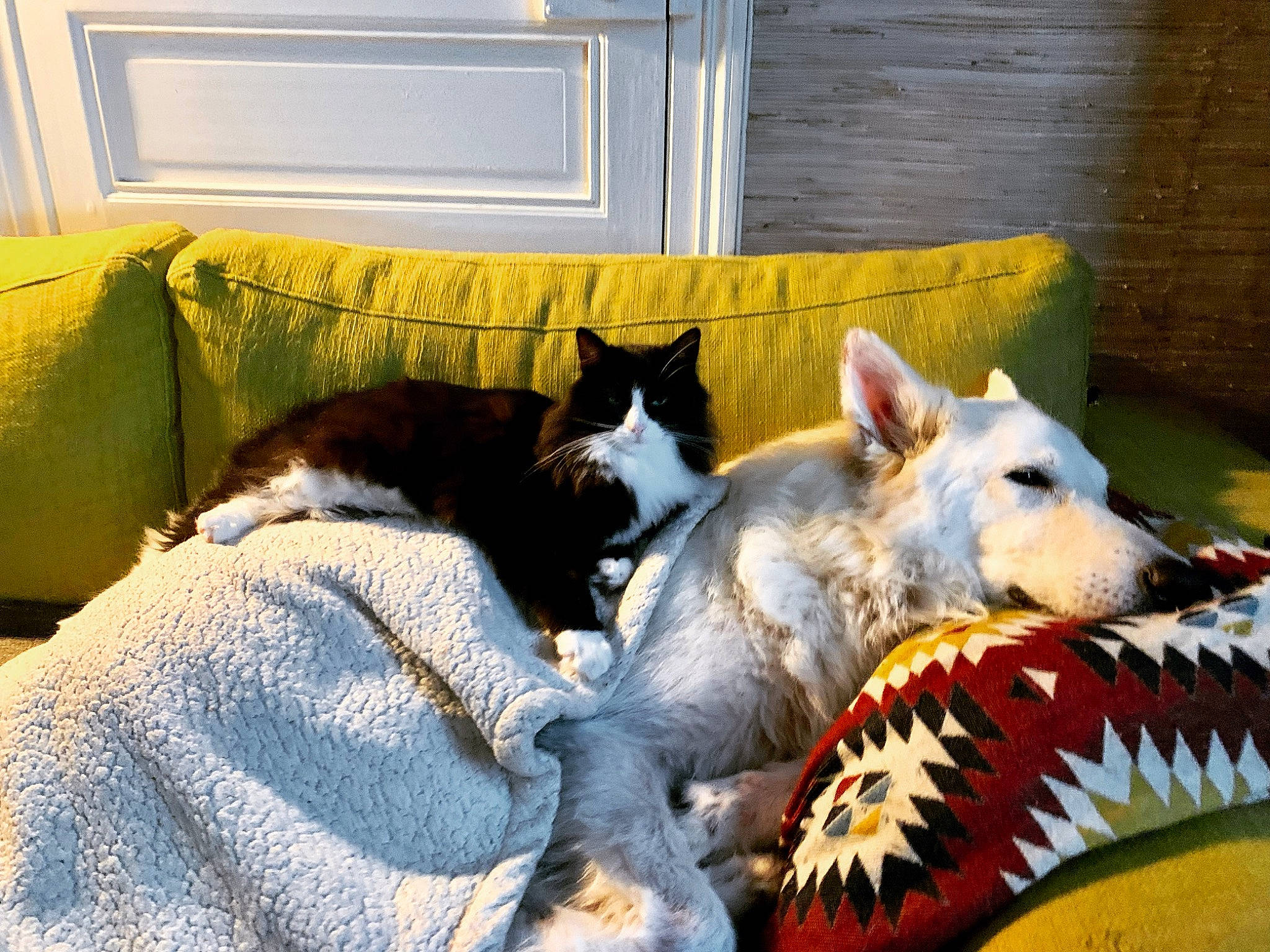 Pampa a rejoint le concours — aidez-le/la à gagner de superbes lots ! canidae, carnivore, cat, comfort, companion_dog, couch, dog, dog_breed, domestic_short_haired_cat, fang, fawn, felidae, fur, grey, linens, small_to_medium_sized_cats, snout, sporting_group, tail, whiskers