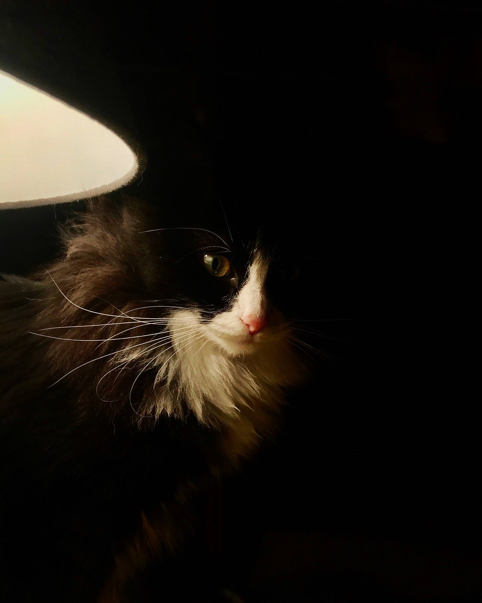 Pampa a rejoint le concours — aidez-le/la à gagner de superbes lots ! carnivore, cat, darkness, felidae, fur, lamp, night, small_to_medium_sized_cats, snout, tail, tints_and_shades, whiskers, wood