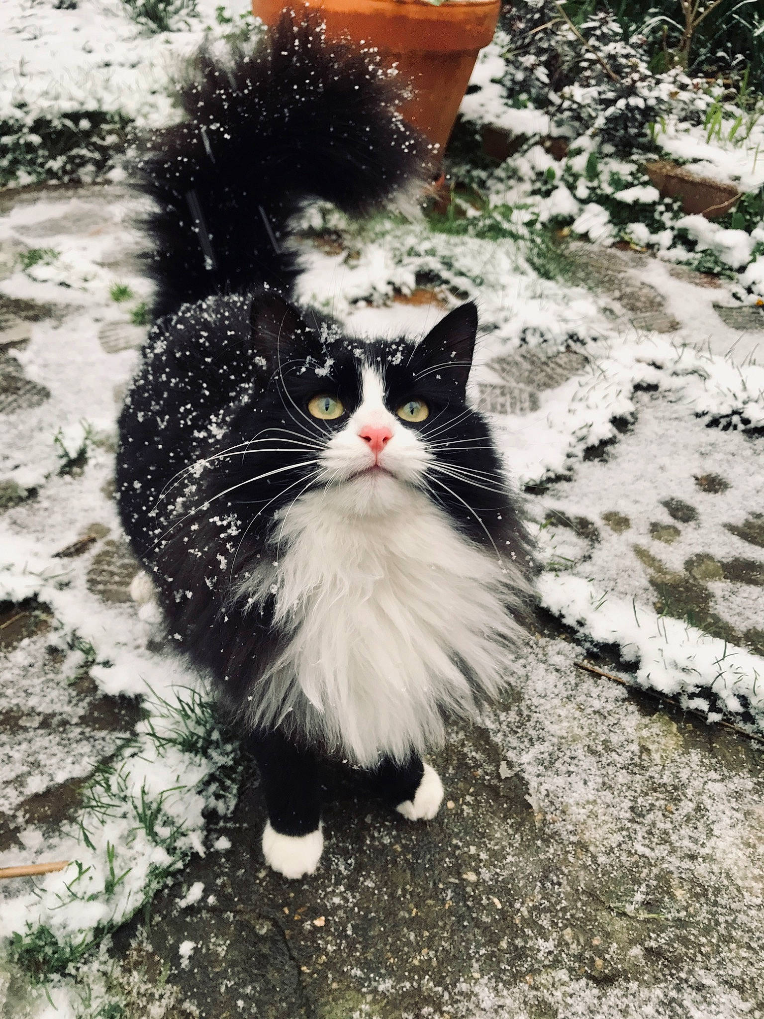 Pampa participe au concours pour gagner de l'argent avec cette photo : black_cat, carnivore, cat, domestic_short_haired_cat, eye, fawn, felidae, fur, grass, mammal, plant, road_surface, small_to_medium_sized_cats, snout, tail, tree, vertebrate, whiskers, window, winter