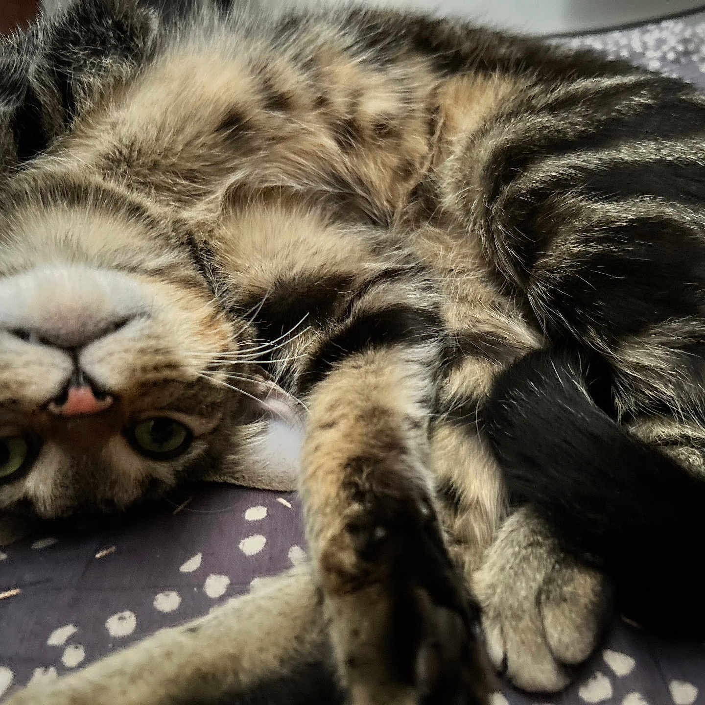 Betty is registered to the contest to win money with this photo: abyssinian, animal, cat, couch, egyptiancat, electronics, furniture, hardware, kitten, manx, ocelot, person, pet, siamese, sleeping