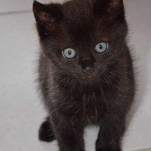 Reglisse