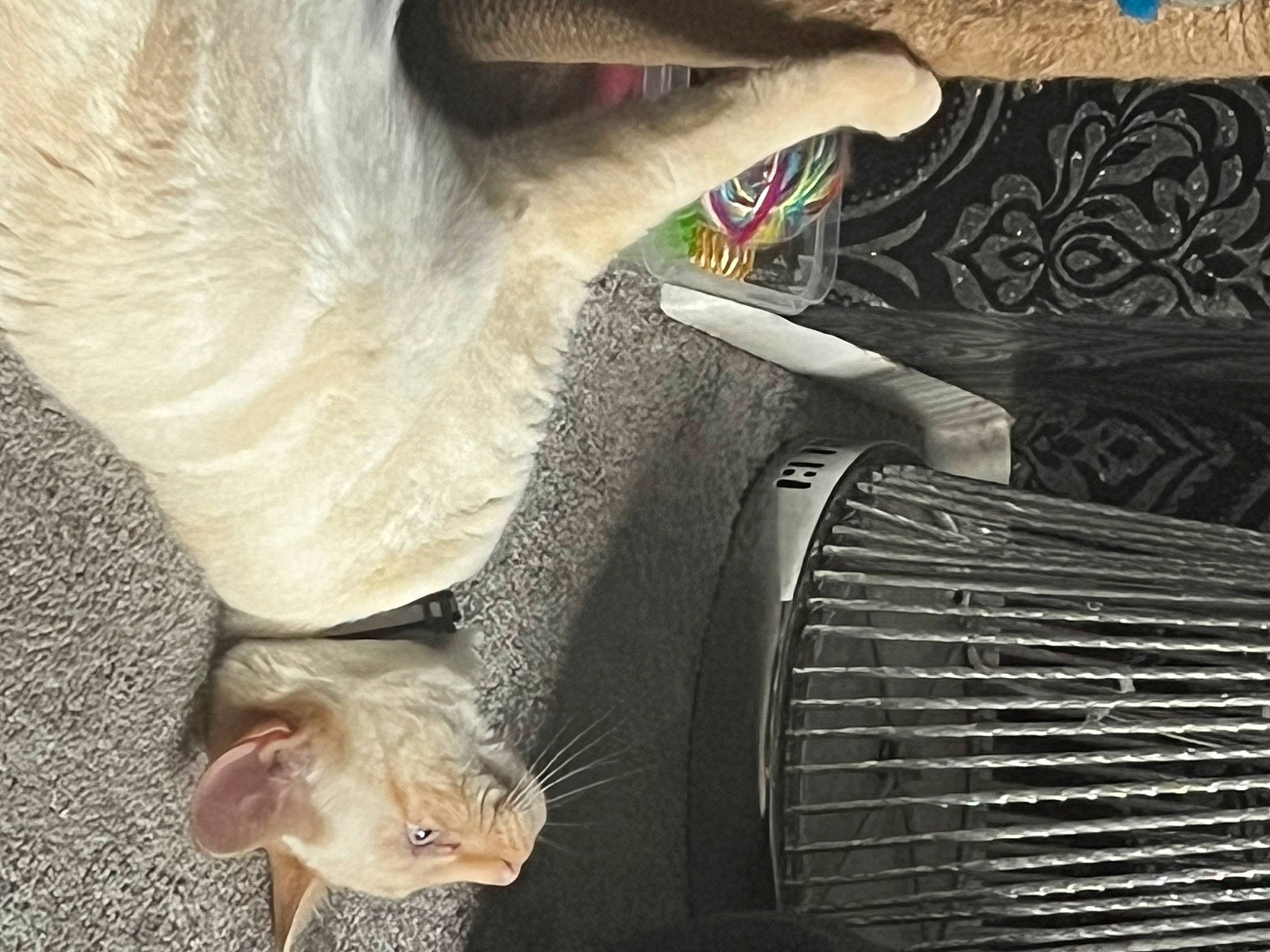 Thor joined the competition — help win amazing prizes! automotive_lighting, carnivore, companion_dog, dog, dog_breed, eyelash, eyewear, fawn, felidae, foot, fur, grille, human_leg, paw, small_to_medium_sized_cats, snout, tail, whiskers, white, wood