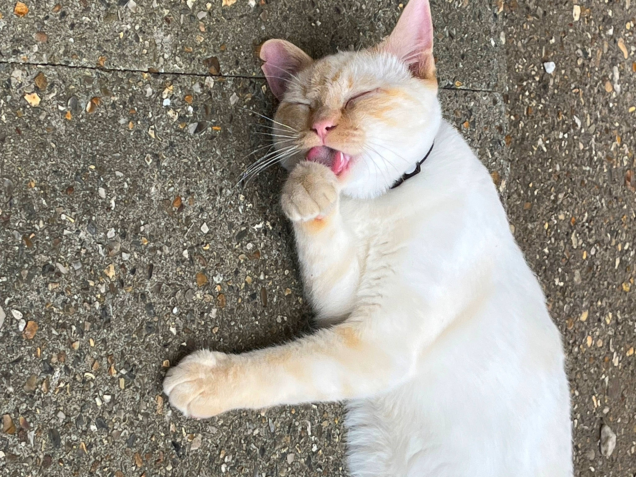 Thor joined the competition — help win amazing prizes! asphalt, carnivore, cat, collar, domestic_short_haired_cat, fawn, felidae, fur, grass, paw, plant, road_surface, small_to_medium_sized_cats, snout, soil, tail, terrestrial_animal, tree, whiskers, wildlife