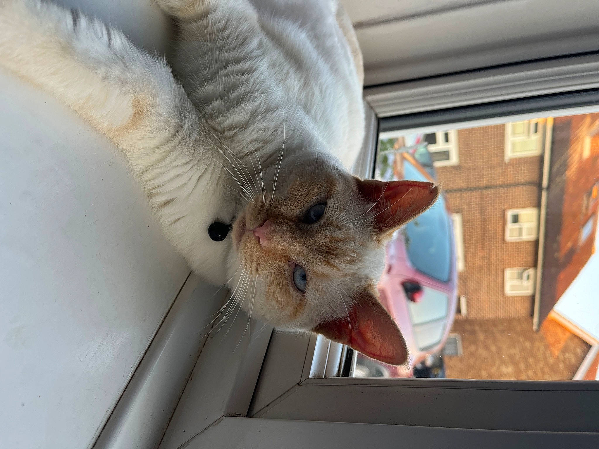 Thor joined the competition — help win amazing prizes! carnivore, cat, claw, comfort, domestic_short_haired_cat, fawn, felidae, fur, paw, small_to_medium_sized_cats, snout, tail, whiskers, window, wood