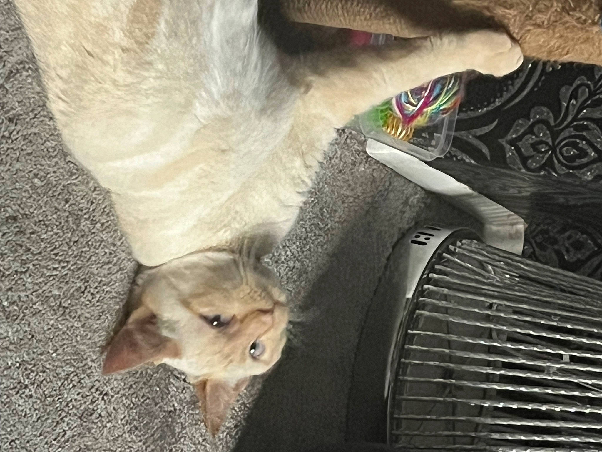 Thor joined the competition — help win amazing prizes! canidae, carnivore, cat, claw, companion_dog, dog_breed, domestic_short_haired_cat, fawn, felidae, fur, grille, hood, mammal, paw, small_to_medium_sized_cats, snout, sporting_group, tail, vertebrate, whiskers