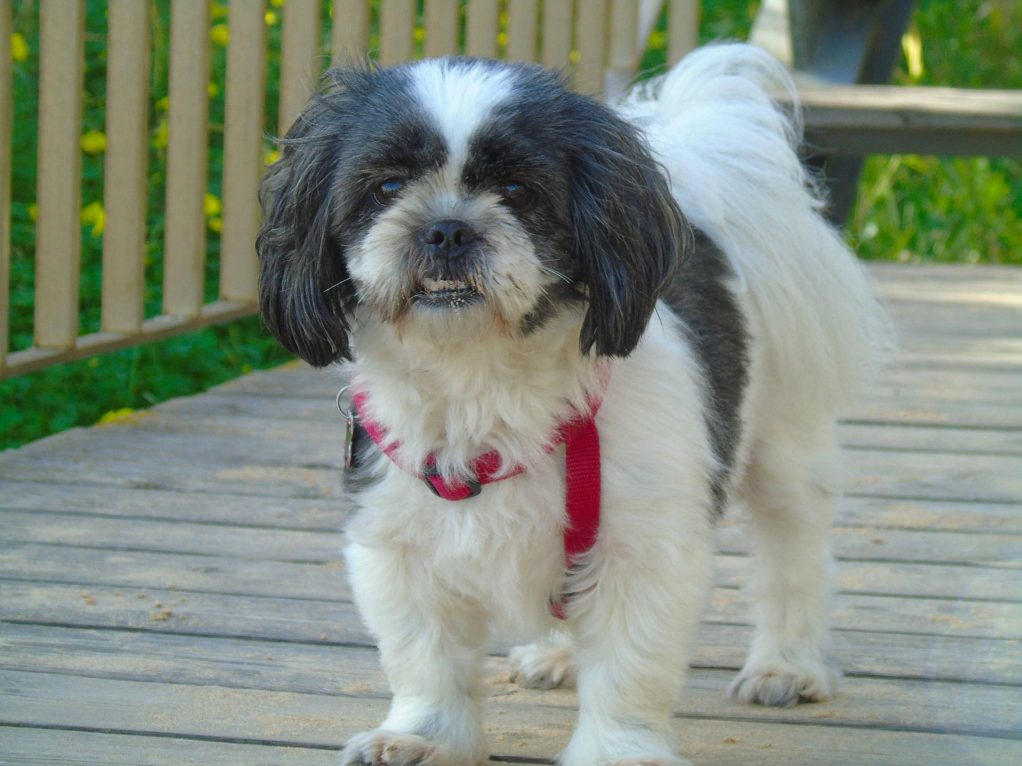 Maya a rejoint le concours — aidez-le/la à gagner de superbes lots ! biting, canidae, carnivore, companion_dog, dog, dog_breed, dog_supply, fence, fur, grass, liver, maltepoo, non_sporting_group, shih_poo, shih_tzu, snout, sporting_group, terrestrial_animal, toy_dog, working_animal