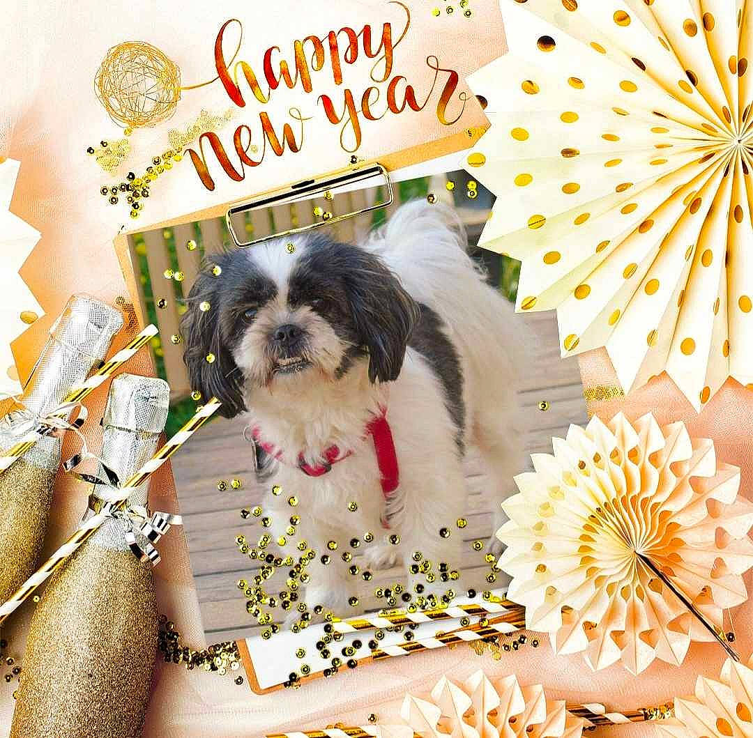 Maya a rejoint le concours — aidez-le/la à gagner de superbes lots ! art, canidae, carnivore, companion_dog, dog, dog_breed, dog_supply, event, fawn, font, illustration, liver, pattern, pet_supply, poster, shih_tzu, snout, sporting_group, toy_dog, working_animal