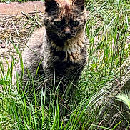 Mimie participe au concours pour gagner de l'argent avec cette photo : animal, cat, closeup, curious, ears, eyes, feline, fur, grass, greenery, leaf, mammal, natural, nature, outdoor, pet, plant, sitting, tortoiseshell, wildlife