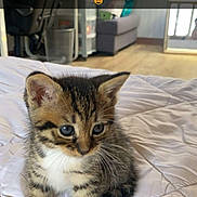 Simba a rejoint le concours — aidez-le/la à gagner de superbes lots ! abyssinian, animal, bed, bedroom, blanket, cat, computerhardware, cushion, electronics, furniture, hardware, homedecor, indoors, kitten, manx, monitor, pet, room, screen, tv