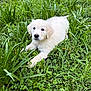 puppy, dog, white_fur, fluffy, grass, outdoor, green, clover, leaves, lying_down, paws, wet_nose, floppy_ears, close_up, pet, nature, young, adorable, curious, portrait