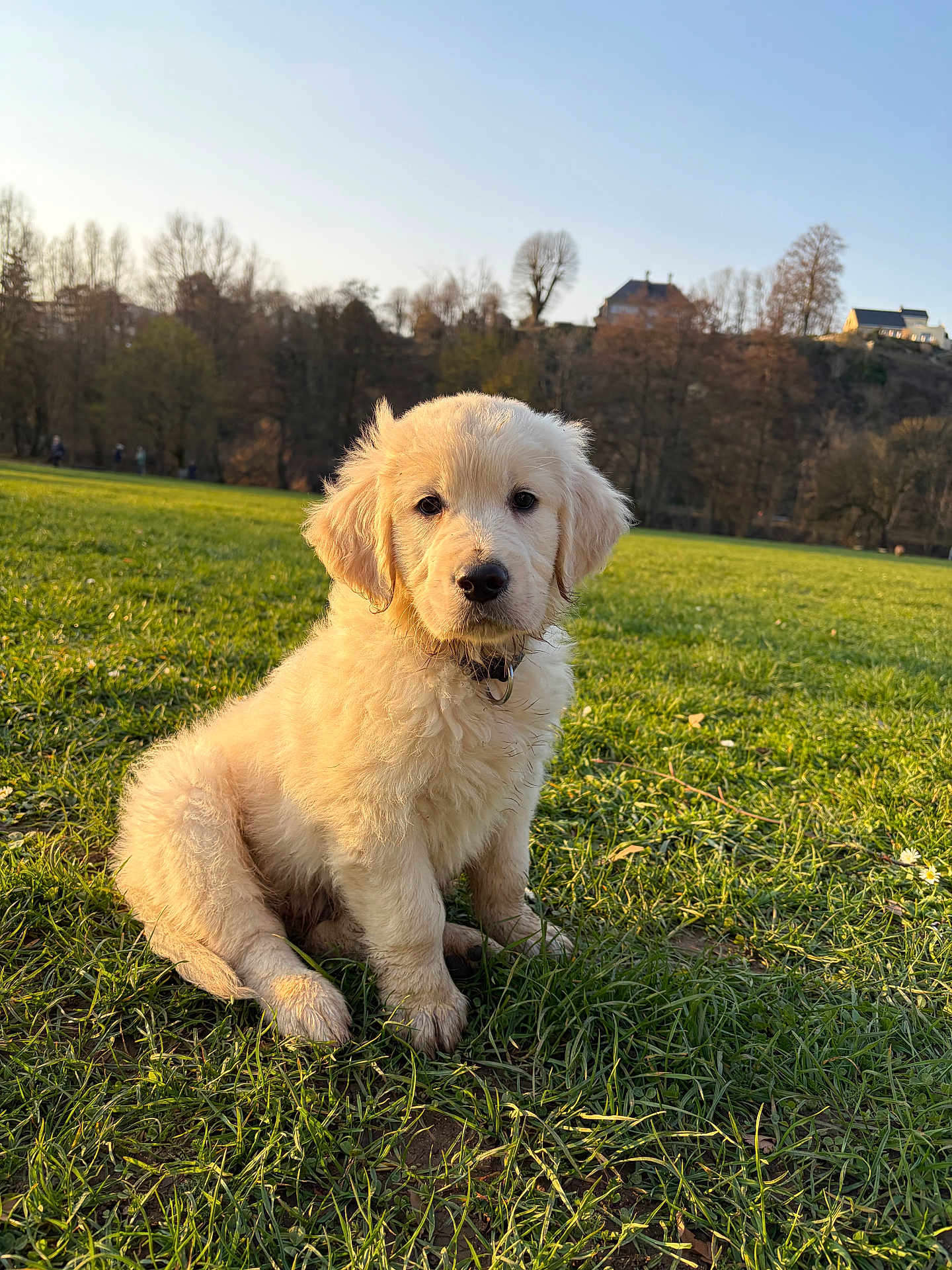 Aïko participe au concours pour gagner de l'argent avec cette photo : dog, puppy, golden_retriever, grass, park, outdoors, cute, sitting, fur, portrait, nature, field, sunlight, collar, young, adorable, lawn, eyes, paws, nose