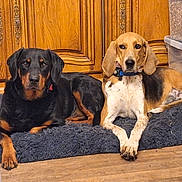 Max Angela participe au concours pour gagner de l'argent avec cette photo : animal, black_and_tan_dog, calm, canine, companion, cozy, dog, domestic, floor, furniture, home, indoor, laying_down, looking_at_camera, pet, resting, rug, tricolor_dog, two_dogs, wooden_cabinet