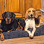 animal, black_and_tan_dog, calm, canine, companion, cozy, dog, domestic, floor, furniture, home, indoor, laying_down, looking_at_camera, pet, resting, rug, tricolor_dog, two_dogs, wooden_cabinet