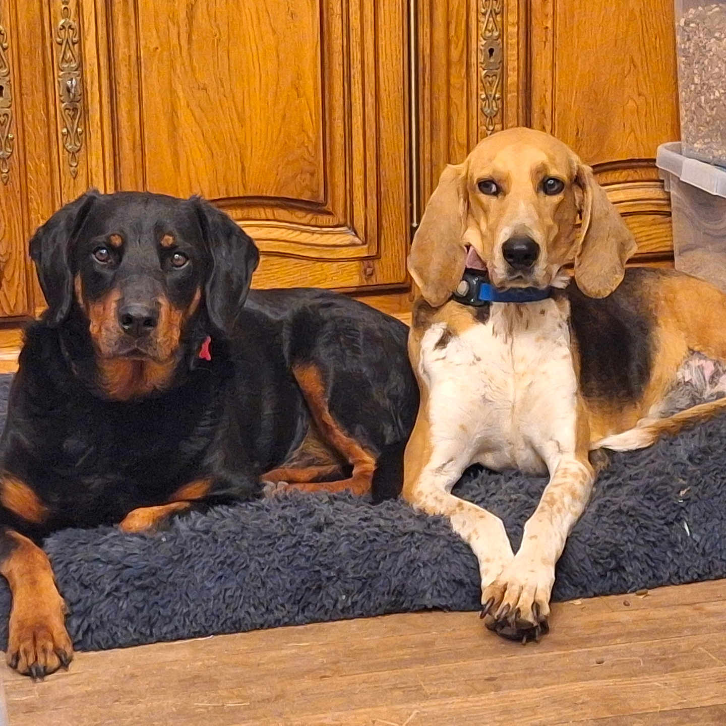 Max Angela participe au concours pour gagner de l'argent avec cette photo : animal, black_and_tan_dog, calm, canine, companion, cozy, dog, domestic, floor, furniture, home, indoor, laying_down, looking_at_camera, pet, resting, rug, tricolor_dog, two_dogs, wooden_cabinet