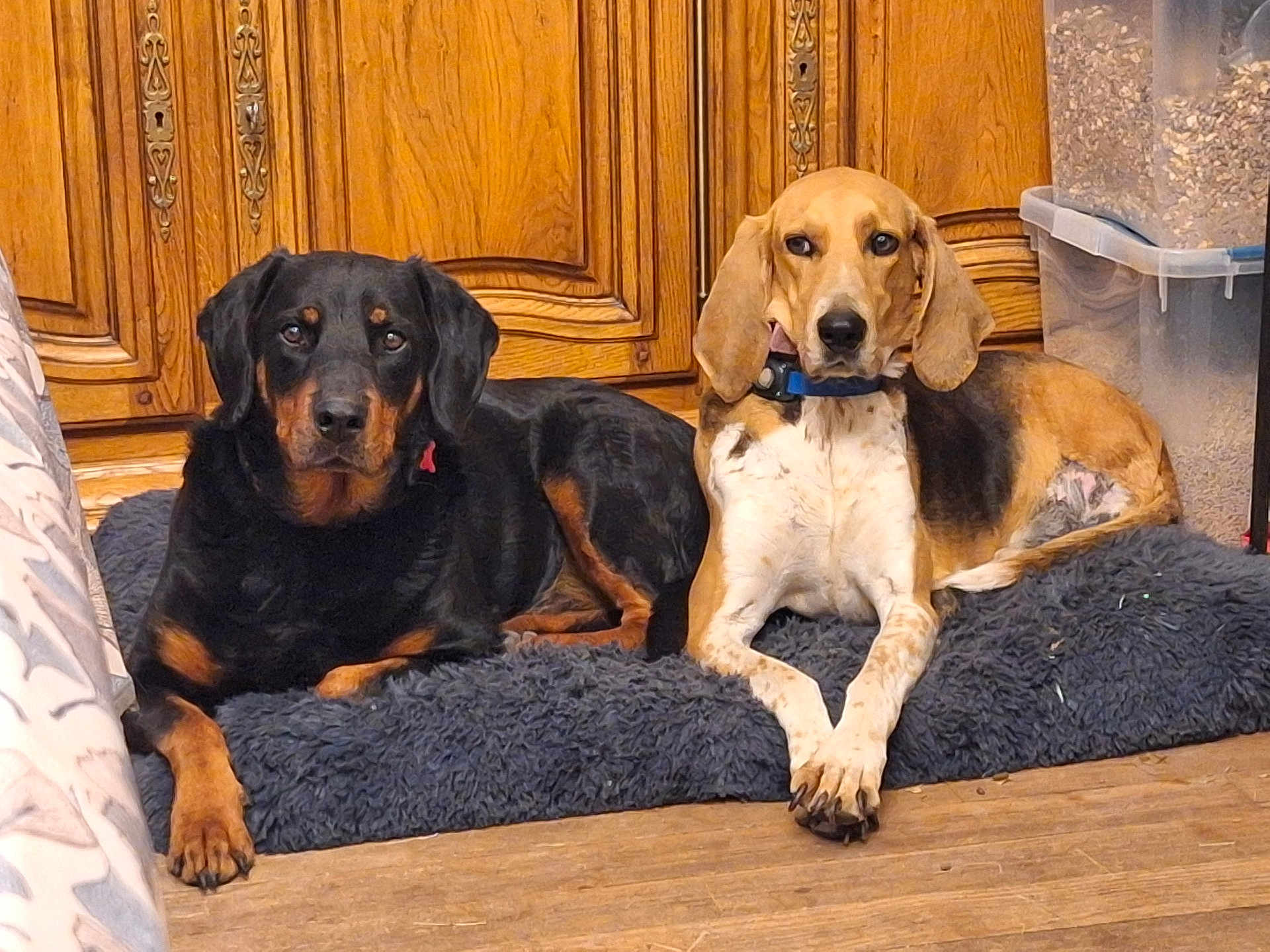Max Angela participe au concours pour gagner de l'argent avec cette photo : animal, black_and_tan_dog, calm, canine, companion, cozy, dog, domestic, floor, furniture, home, indoor, laying_down, looking_at_camera, pet, resting, rug, tricolor_dog, two_dogs, wooden_cabinet