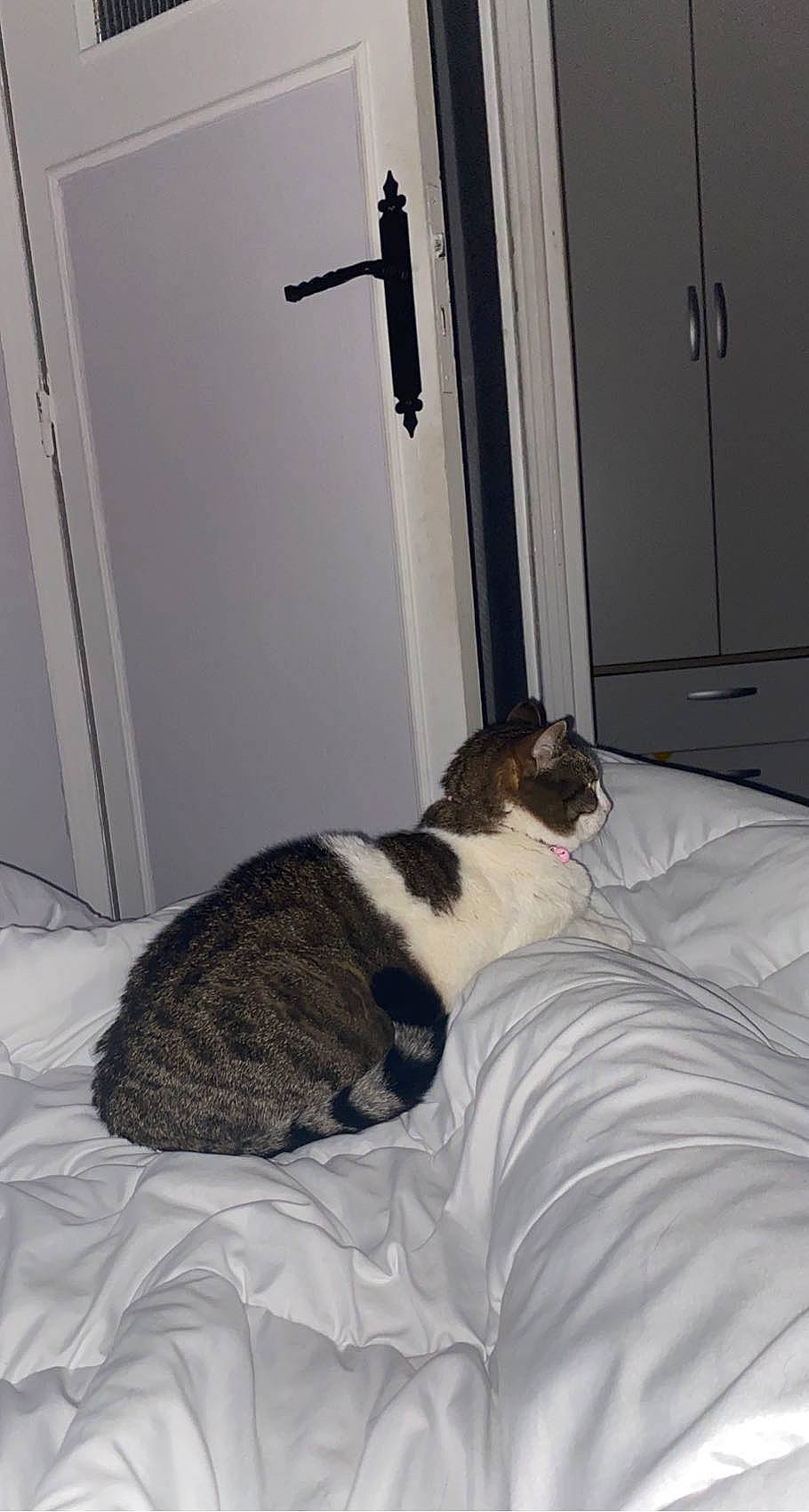 Crevette a rejoint le concours — aidez-le/la à gagner de superbes lots ! bedding, carnivore, cat, cat_supply, comfort, companion_dog, dog_breed, door, duvet, felidae, flooring, fur, hardwood, home_door, linens, room, small_to_medium_sized_cats, tail, whiskers, wood