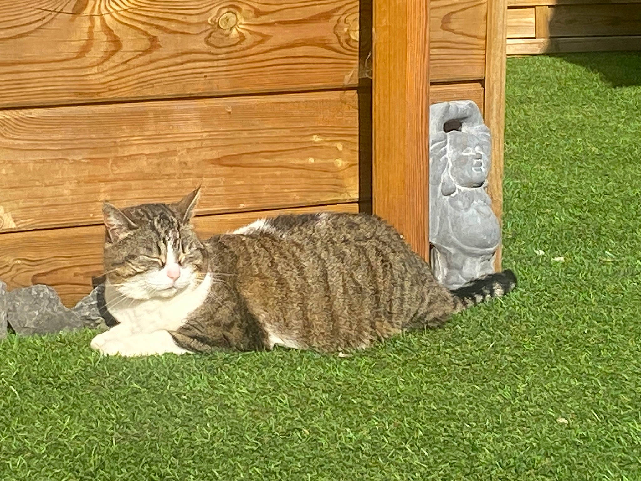 Crevette participe au concours pour gagner de l'argent avec cette photo : carnivore, cat, domestic_short_haired_cat, door, felidae, flooring, fur, grass, groundcover, hardwood, mammal, sitting, small_to_medium_sized_cats, snout, tail, terrestrial_animal, whiskers, wildlife, wood, wood_stain